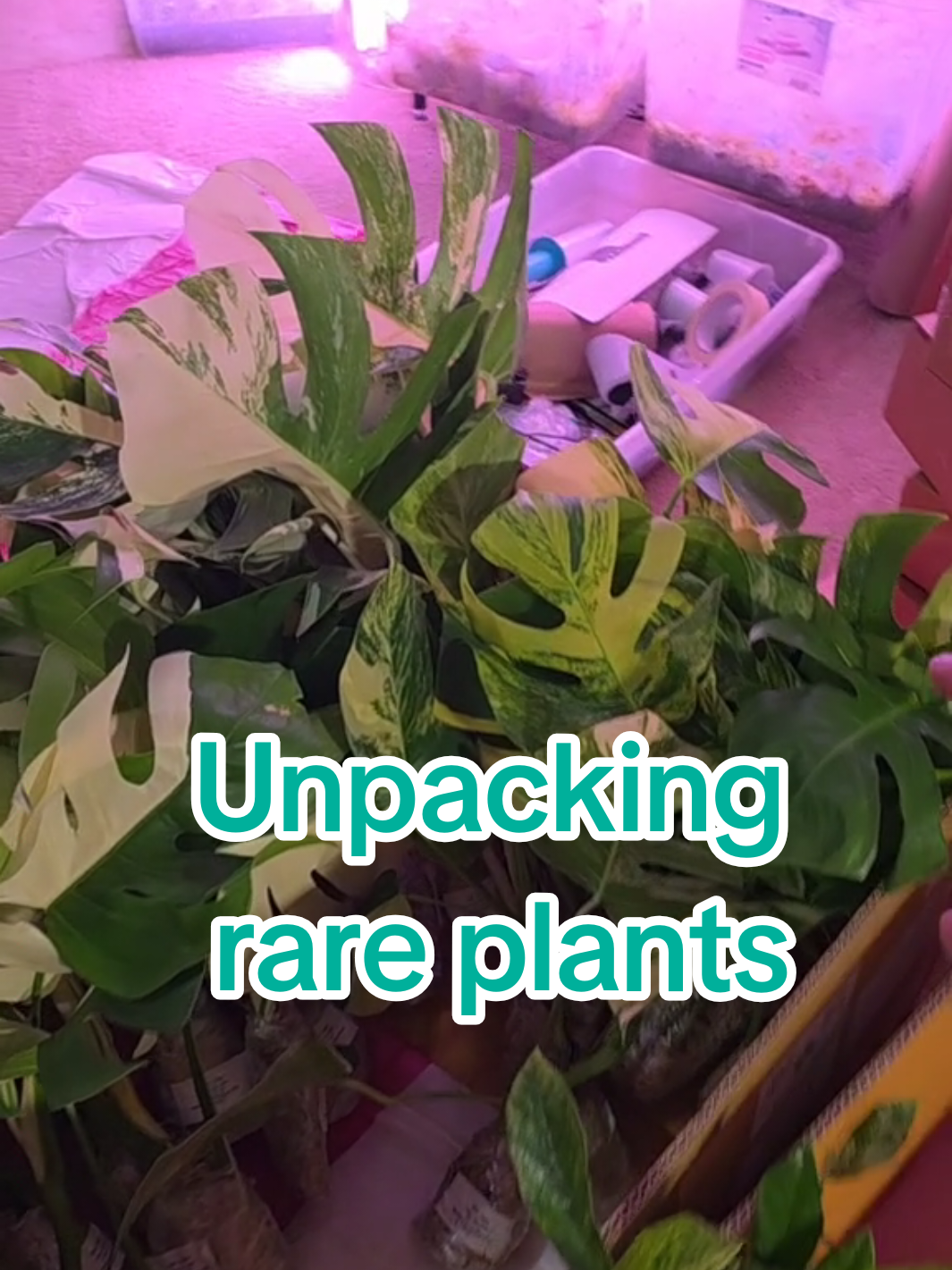 Unpacking rare plants, Monstera albo, Aurea. monstera Adansonii albo, already. Anthurium Hybrid, crystallinum hybrid #monstera #tiktokshop #rareplants #PlantLover #Anthurium 