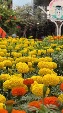 Chờ ngày gieo hạt trồng hoa Tết thôi #hatgiongvanthof1rongvang #hatgiongvantho #tet #tet2026