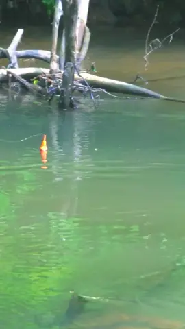 . . #tiktok #virał #fyp #video #ughangocu #ocupride #ocukampar #oculus #ocupride🔥 #moonts? #xzyabc #lewatberanda #angker #castingfishing🎣 #hampala #joranmelengkung 