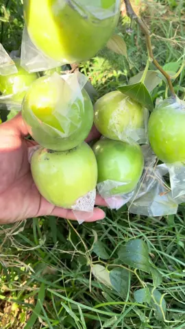 Táo thái da xanh trái siêu to ,dễ chăm dễ trái phù hợp mọi khí hậu các Miền cho quả quanh năm 6-7trái/kg🍏 #xuhuong #dcgr #thuhoach #táo 