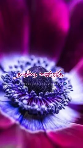 🎧𝓢𝓪𝓳𝓮𝓮𝓼_𝓶𝓾𝓼𝓲𝓬_𝓰𝓪𝓵𝓵𝓮𝓻𝔂🦋🍃🎶🍂 Part 52- Thaazhamboo kaigalukku... #sajees_music_gallery  #reels #trending #tamilreels #lyricsvideo 