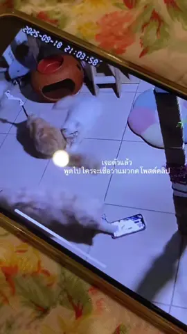 ตอนแรกงงว่าทำไมคลิปถึงโพสต์เอง เลยนึกขึ้นได้ว่าถ่ายเสร็จลุกไปตักอึแมว และก็ลืมไปเลยว่าอัดไว้ จนมาเห็นคลิป 🤣🤣#cat #fyp 