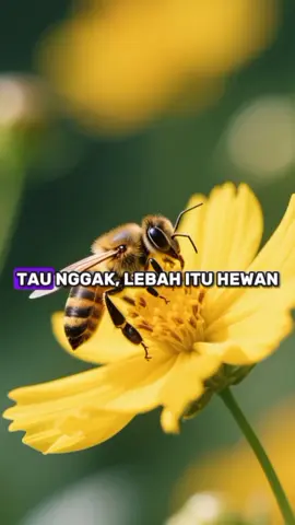 ternyata lebah sangat penting bagi manusia lho #creatorsearchinsights #hewandidunia #lebah #faktaunik #faktaunik 