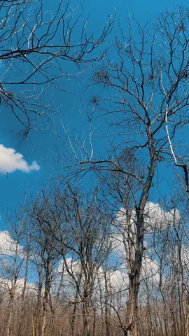 Vidio mentahan di tengah hutan jati meranggas Kemarau #tubanjawatimur #autumn #hutanjati #kemarau #mentahanvideo 