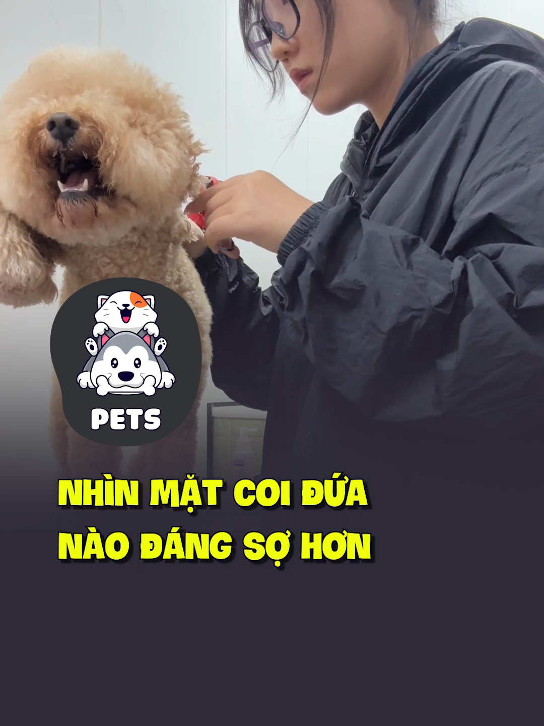 Nhìn mặt coi đứa nào đáng sợ hơn 😂 #shorts #pets