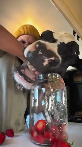 Trying to make cherry pie with Bruce in the kitchen #cow #brucethecow #fram #snack #viral 