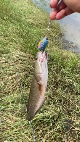 អាធំអត់ជាប់