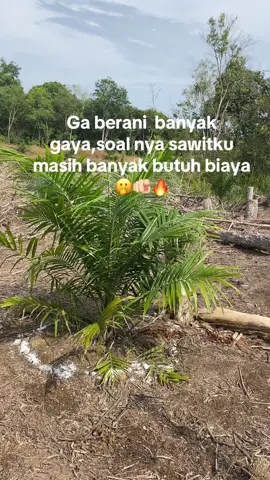 #fyppppppppppppppppppppppp #promoseruweekend #sawit #sawitontiktok #sawitriau 