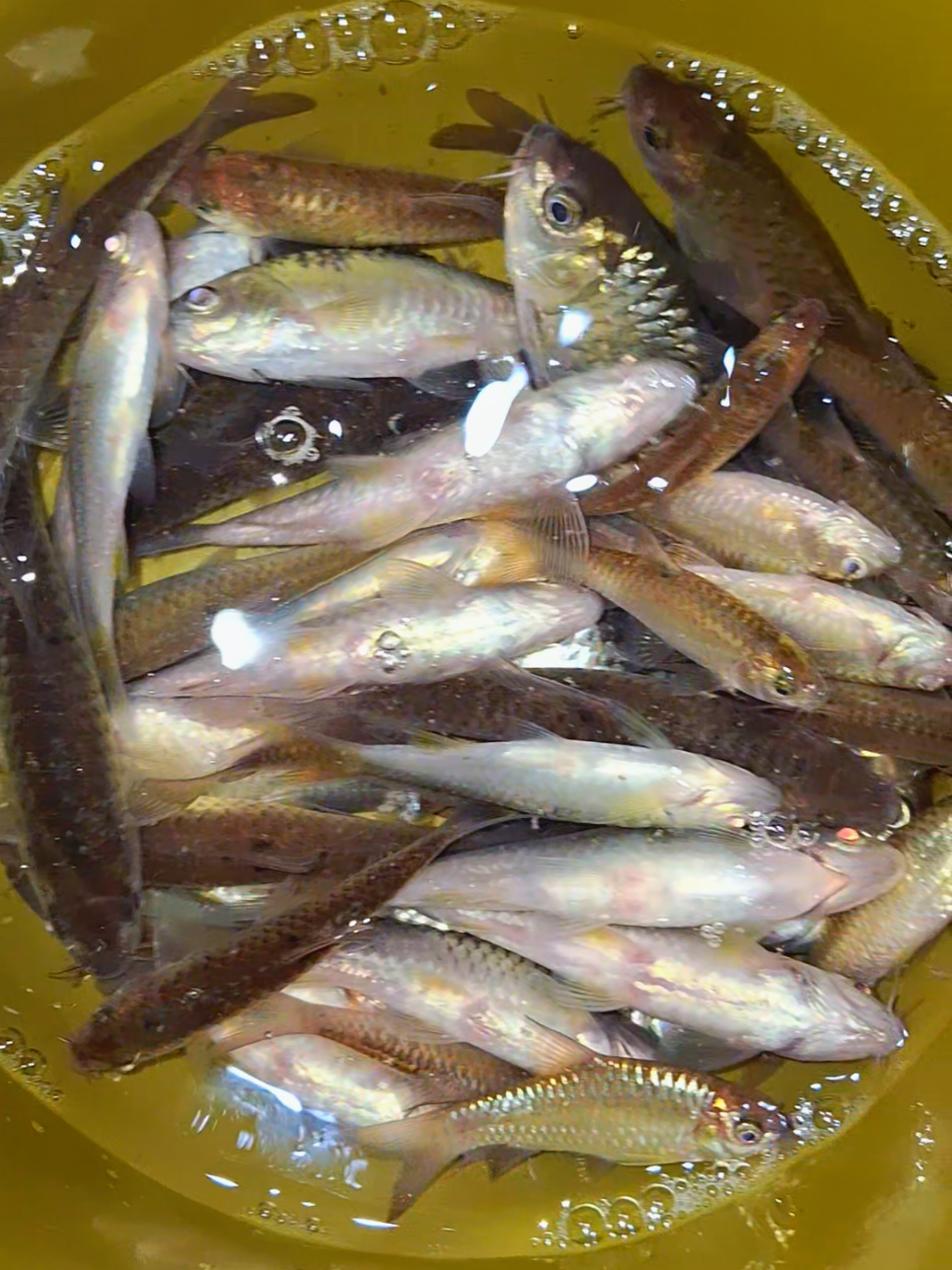 MANCING WADER CUKUP 1 JAM SAJA  #microfishing #mancingliar #wader #wadercakul #waderhunter 