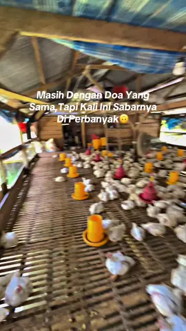 Masamba-Luwuk😇#fypage #fyppppppppppppppppppppppp #ayamterbang #masukberanda #pallurengmanu🐔 