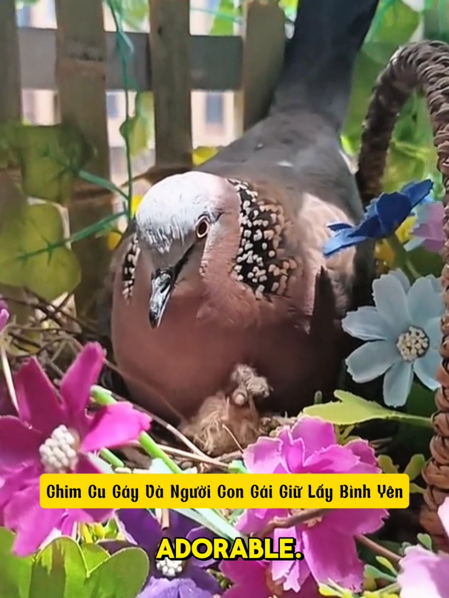 Chim Cu Gáy Và Người Con Gái Giữ Lấy Bình Yên. #animals 