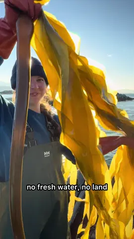 A truly regenerative food, meet Alaska kelp. #kelp #fypシ #tiktokshop