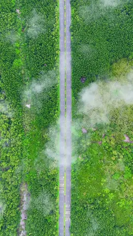 🏝️ “Con đường Rừng Sác – xuyên qua khu dự trữ sinh quyển 75.000ha – đưa bạn thẳng đến thiên đường xanh Vinhomes Green Paradise – Cần Giờ ✨”#vinhomes #vinhomesgreenparadisde #vincangio 