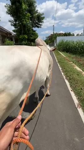 Sue ra posting iso fyp pora?#sapipokebumen #sapijumbo #sapiviral #sapiqurban #karanganyar24jam 