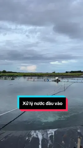 Trước khi nuôi tôm thì xử lý nước như thế nào? #nuoitomcongnghecao #thuysan #nuoitom #tanhocthuysan 