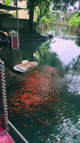 Giếng Cô Chín #dencochin #xuhuong #xuhuongtiktok #cochingiengthanhhoa #cochin 