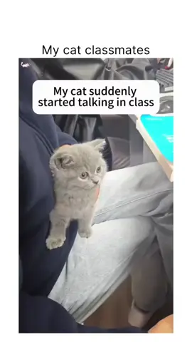 Follow us @cutecatglobe for more such content#kitten #catmemes #kittens #caturday #catsofinstagram #meow #catlovers #funnycats #catstagram #catoftheda #jKb7