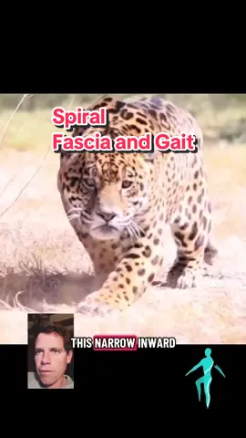 We’re wired for a very specific pattern. Look at nature and it shows up everywhere. A leopard’s stride, a baby just learning to walk, indigenous people moving barefoot across uneven terrain—it’s all the same story. The feet are narrow, the gait coils inward, the fascia winds and unwinds like a spring. This isn’t coincidence. It’s a universal code for efficient movement, one that’s influenced by both genetics and environment. Some of us are born with flatter arches or looser connective tissue—that’s the genetic baseline. But how those traits play out depends heavily on how we live: the surfaces we walk on, the shoes we wear, the angles our ankles are asked to handle. Genetics may set the stage, but lifestyle determines how the play unfolds. The best movers—whether they’re athletes, fighters, or dancers—are often the ones who keep this natural pattern alive. They’ve preserved the coil, the inward spiral, the tight chain of energy that makes every step efficient. Most of us lose it. Modern shoes, flat surfaces, and repetitive training pull us away from what our bodies are designed to do. That’s where duck feet, outward splay, collapsed arches, and joint breakdowns start showing up. Even some of the greatest athletes on the planet reveal it—watch LeBron walk and you’ll notice the feet flare outward, the coil unraveling at the foundation. That doesn’t mean greatness isn’t possible with those compensations—it clearly is. But it does raise a powerful question: if even the best could restore more of their natural spiral, how much more could they unlock? The spiral is in all of us. Genetics might shape the starting point, but your environment, your training, and your awareness decide how far you can take it.