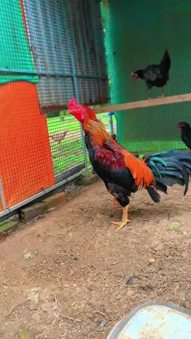 Gà thường nhìn nhau mà gáy, chiến kê chỉ ra trận mới biết ai đẳng cấp#baotondongvat #hoanggiaanhfarm93 #gàđá #gà_chọi_việt_nam #follow 