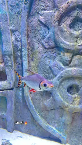 Tìm mày á :)))#GreenCreator #VinWonders #dulich 