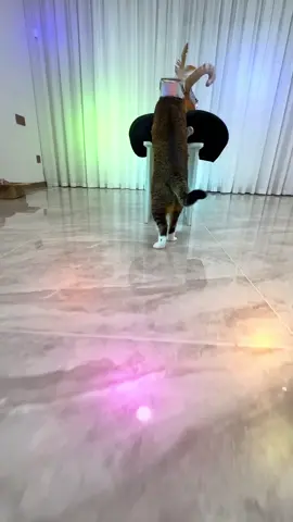 Hachimi#hachimi #cats #fyp #xuhuongtiktok 