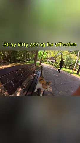 #Stray kitty asking for affection