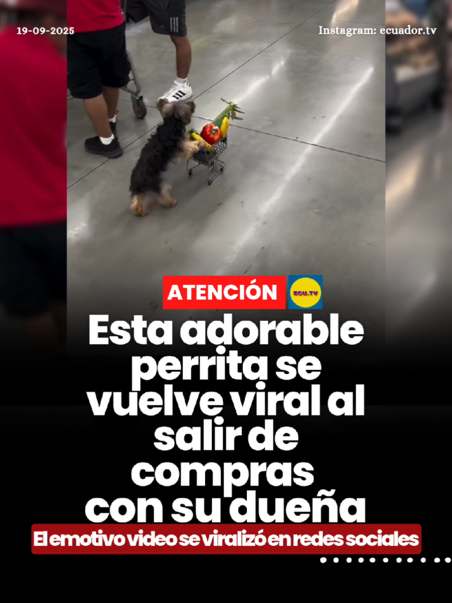 #ATENCIÓN | Esta adorable perrita se vuelve viral al salir de compras con su dueña 🚨. Un tierno video ha capturado la atención de los internautas: una perrita se volvió viral al acompañar a su dueña de compras. En las imágenes, la mascota muestra su entusiasmo y cariño mientras comparte este momento cotidiano, generando sonrisas y comentarios de admiración entre los usuarios de redes sociales. El clip se ha difundido rápidamente, destacando la conexión especial entre la perrita y su dueña, y recordando cómo los pequeños gestos de las mascotas pueden llenar de ternura a quienes los observan.