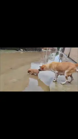 Đ.ẻ đã mệt rồi chăm còn mệt hơn🥰 #phienbanhoanhao #reelsvideo #j4f #dog #hangnguyen190279 