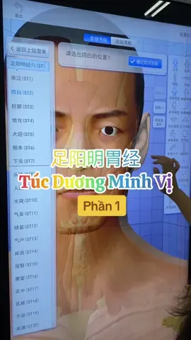 [Xác định huyệt] Cùng học kinh Túc Dương Minh Vị trên mô hình giải phẫu người nhé! #halunhun #hocycogivui👩🏻‍⚕️💙 #sinhvienyduoc #dongy #hoctiengtrung 