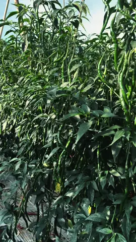 🙏🙏😇 #petaniindonesia🇮🇩🇮🇩🇮🇩🌿🌿 #petanimuda #petanicabai #petanicabe #fyppp 