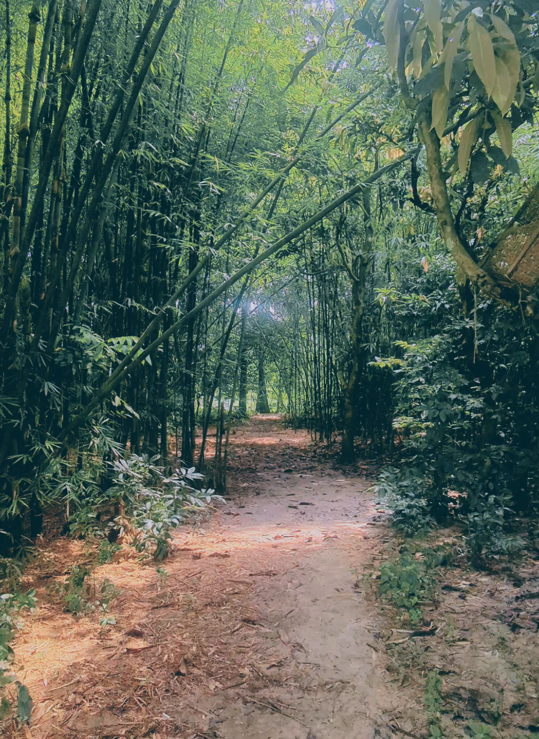 সকাল সকাল চলে আসলাম ☘️🍁