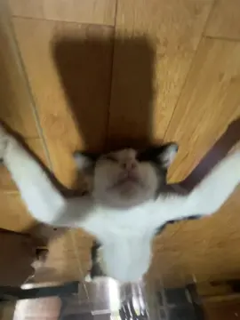 kakakak#meow 