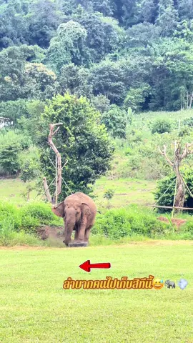 ช้างไทยน่ารัก #ช้าง #elephant #สวนสัตว์tiktok🤟🥰😘❤️ #animals #viral 