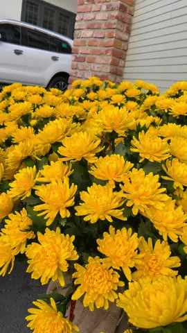 Hoc cúc handmade#hoagiayhandmade #hoagiaynhunhandmade 