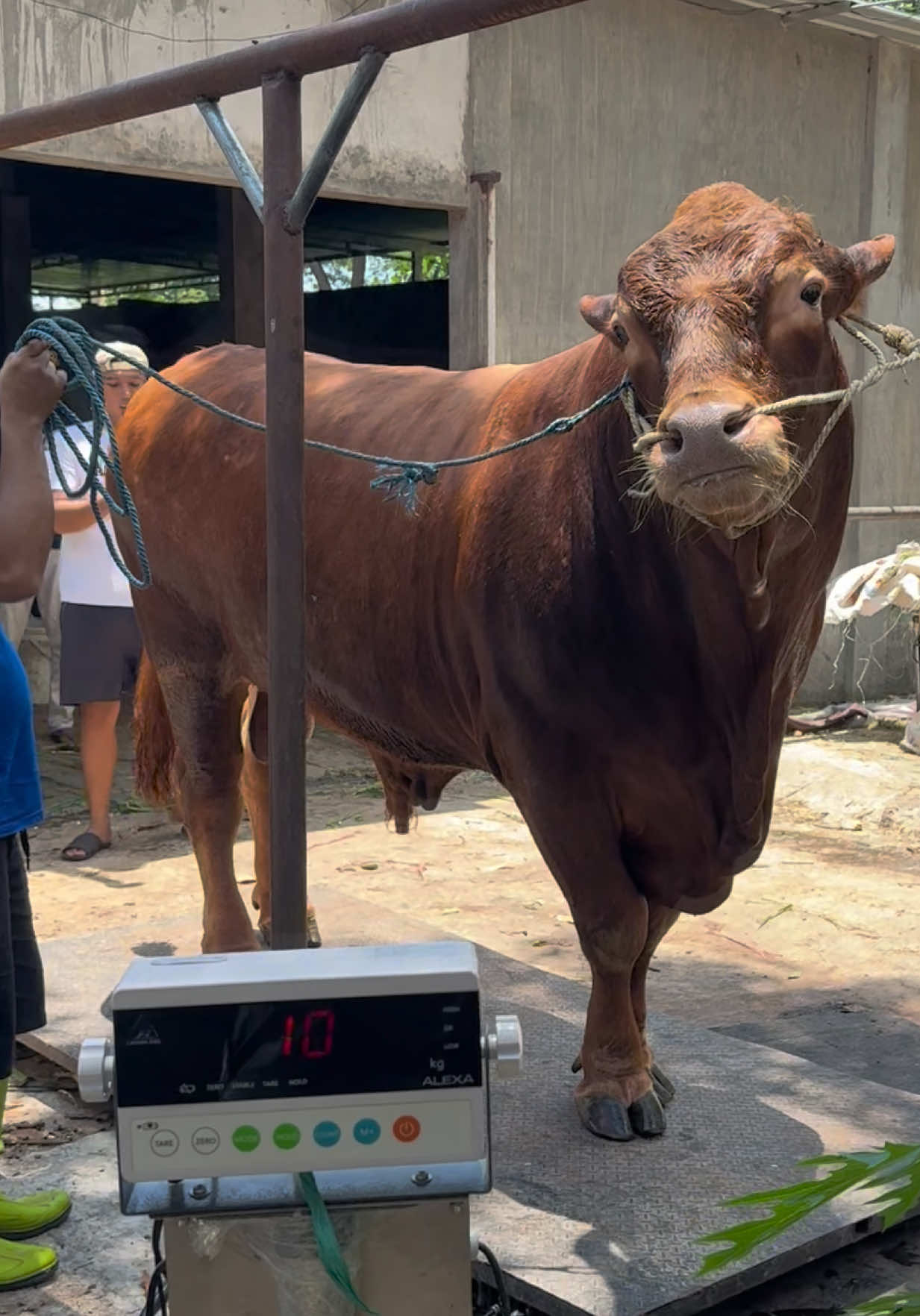 Limousin pure 1000 cc jossjiss#carakafarmindonesia #sapijumbo #sapi1tonup #limousine #foryou 