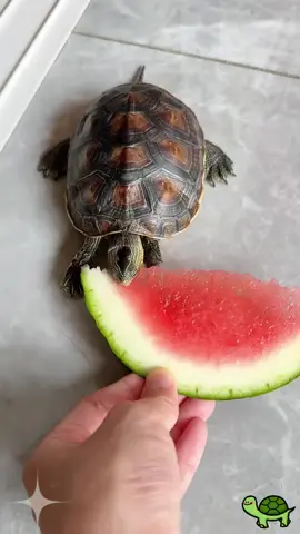 Nuôi e đi. Em dễ ăn dễ nuôi lắm nè🐢🐢🐢#rùa_cảnh_cộng_đồng #rùa_tai_đỏ #rùa_cổ_sọc 