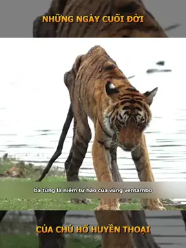 Những ngày cuối đời của chú hổ huyền thoại  #thinhhanh #xuhuongtiktok #xuhuong #trend #tiktokviral #viraltiktok #viralvideo #trending #tiktok #viral 