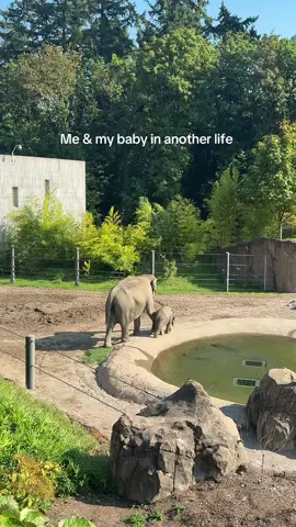 The cutest thing I’ve ever seen #oregonzoo #babyelephant #zoo #mamaandbaby 