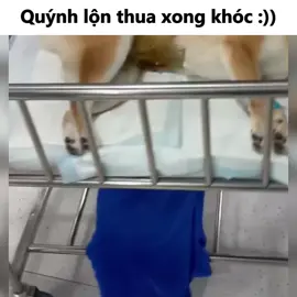 Nhục hết cả 🐕#xuhuong ##vuive #fyp #xuhuong 
