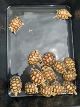 สปาหน่อย 🐢 #เต่าซูคาต้า #ลูกเต่าซูคาต้า 