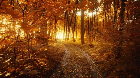 mùa thu mùa của những chiếc lá vàng rơi 🍂🍂🍁🍁#chualanh #canhdep #xh #fyp #muathu