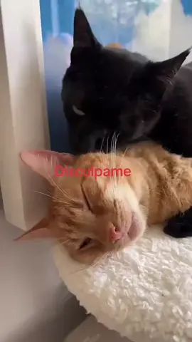 #fyp #enjambremx #paratii #enjambreescuchas 