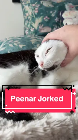 Peenar Jorked #catsoftiktok #jorkingit #peenar #cats #australia🇦🇺 