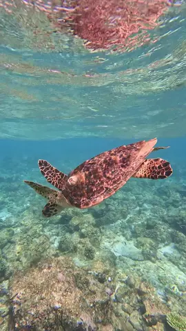 beautiful little turtle 🐢🤍 #turtles #maledives #fyp #snorkeling #maladivestiktok 