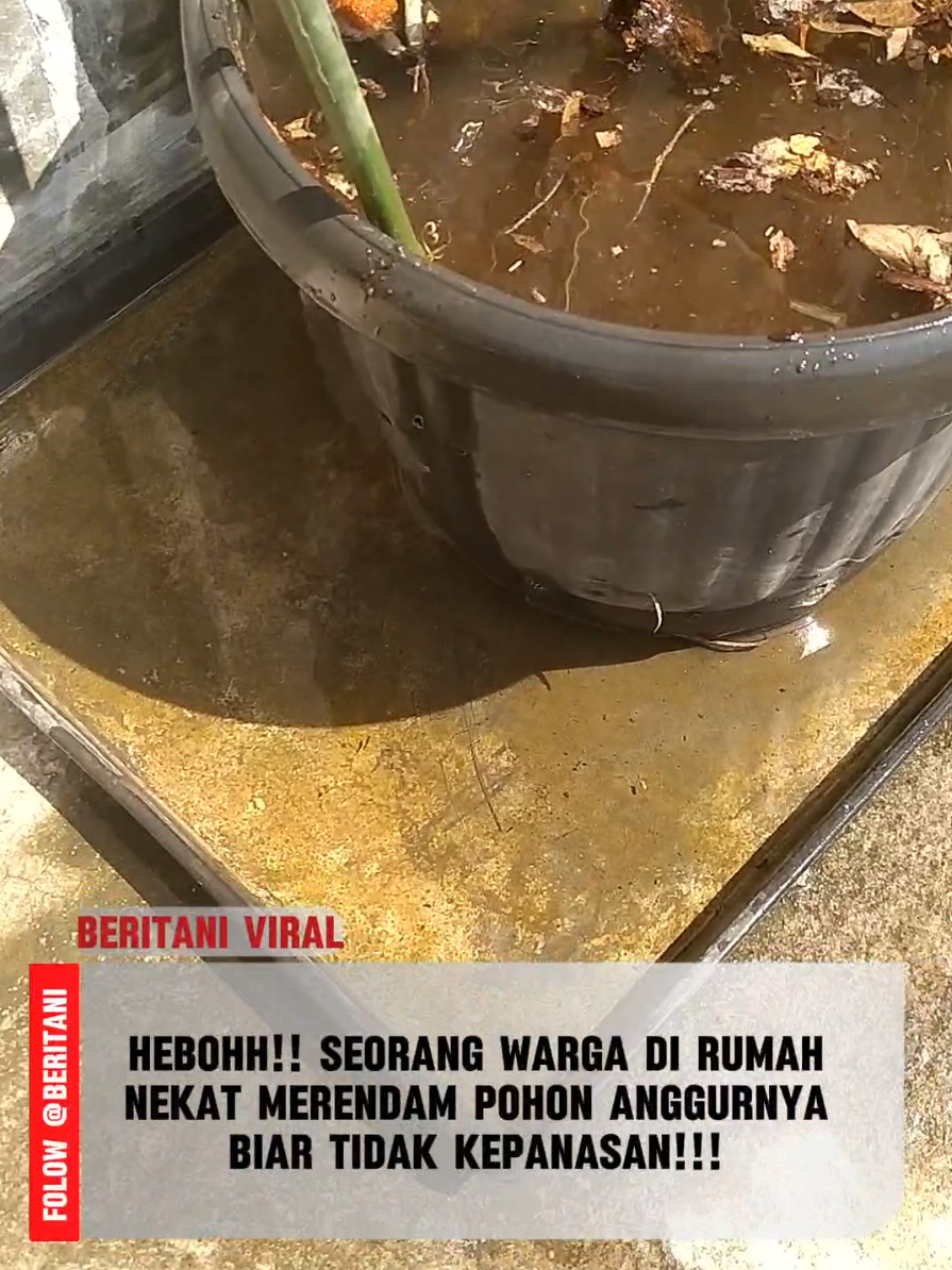 BERITANI VIRALLL!!! POHON ANGGUR DIRONDAM AIR GARA-GARA KEPANASAN 🌞💦 BERITAn! Seorang warga di Jawa Tengah berinisial 