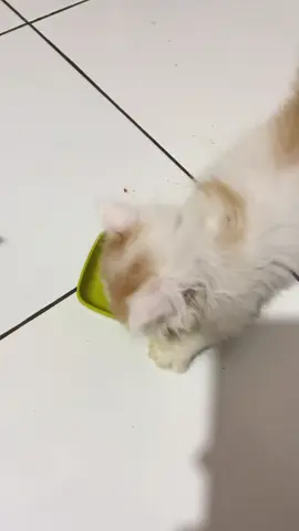 #cat #kitten #fyp #catlovers 