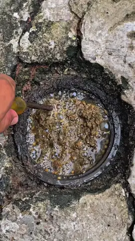 Halo-Halo pengumuman banyak emas tapi orang-orang pada kabur #sedotwc #sedotwcterdekat #kabarinkalomasukfyp #hariini #wito 