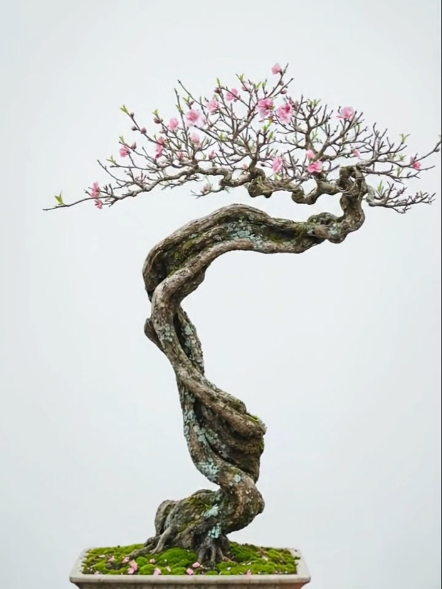 Hoa đào dáng văn nhân- Bunjin - Literati #bonsai #bunjin #bonsailife #bonsaiart #bonsaiworld 