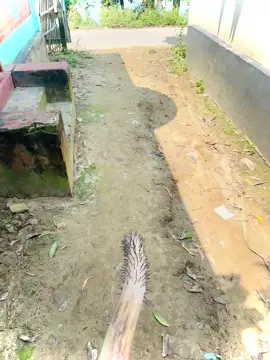 আমগ কাছে যে মেসিন মুসিন আছে