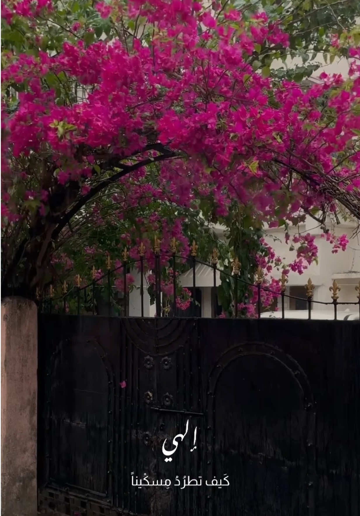 #دعاء_الصباح #جمعه_حامد 🌨️🤍#اجواء_الشتاء #صوت_مصر 